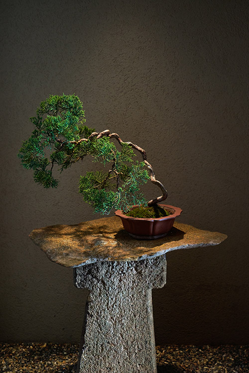 alt="bonsai at Chikamatsu, photographed by Andrea Fazzari"